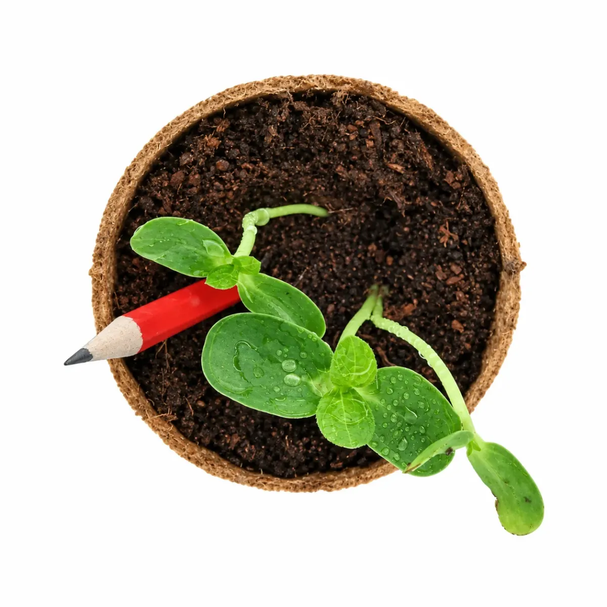 Plantable Seed Pencil, Flap, in use