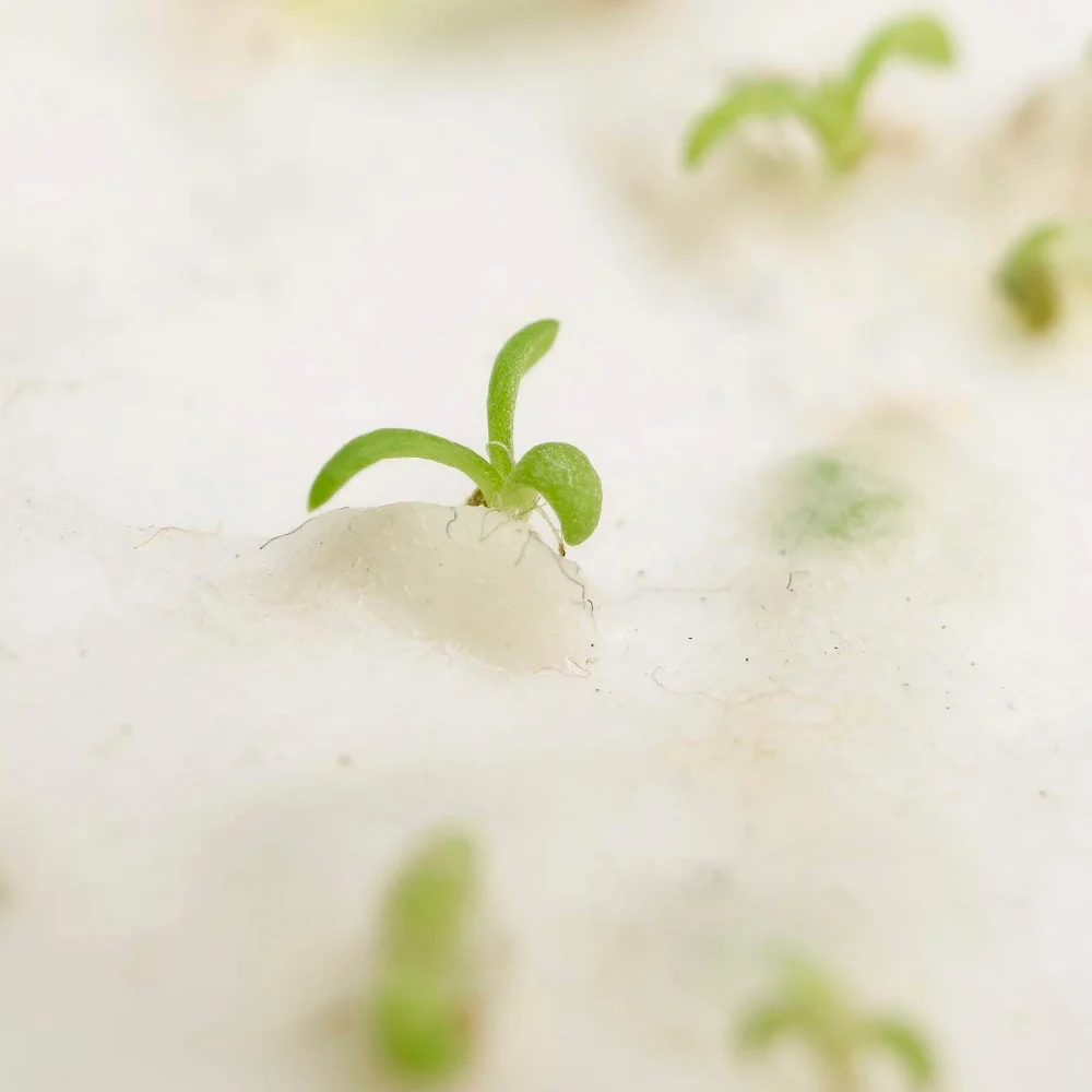 Seed Paper, B6, Printed One Side, in use