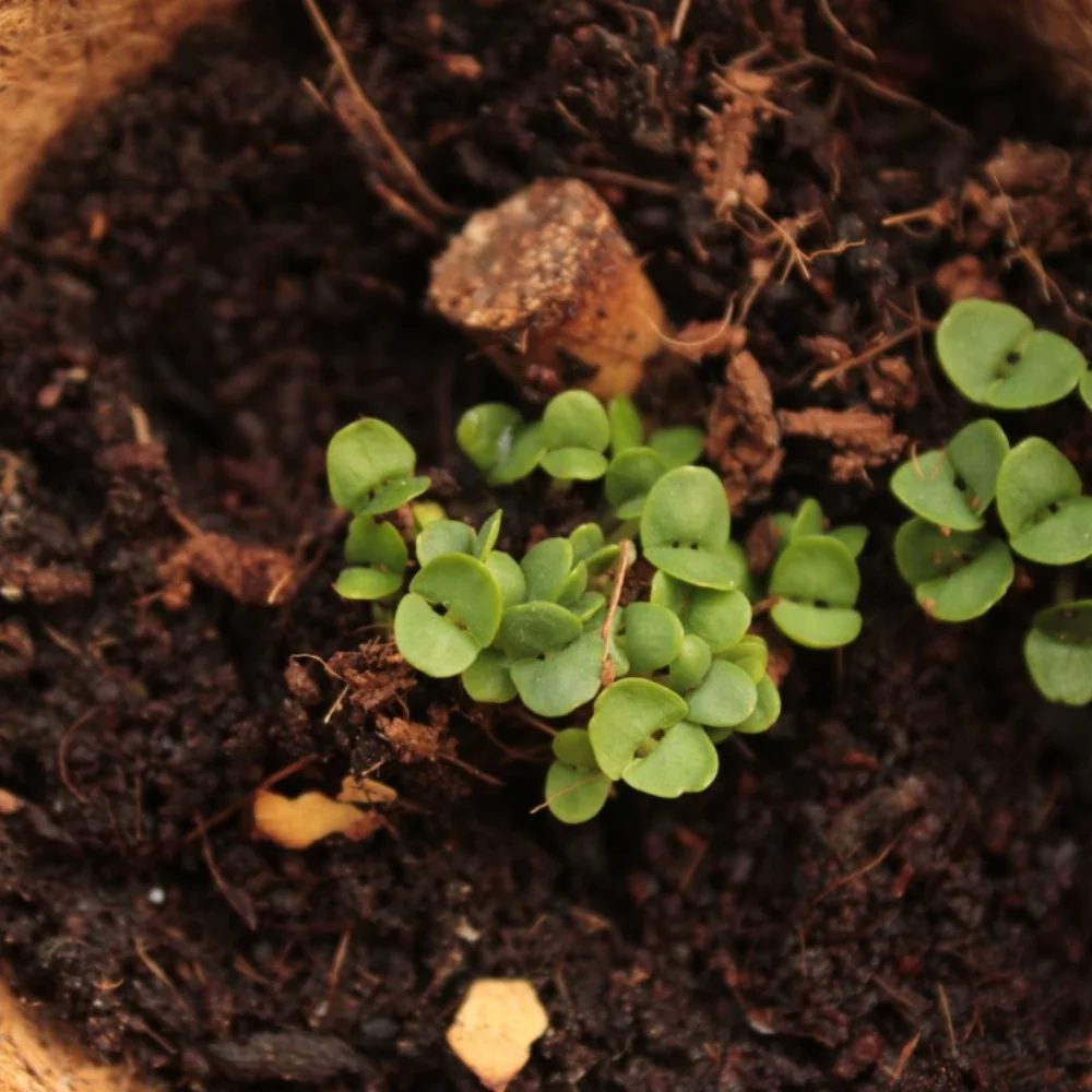 Grow Mini Square Kit, in use