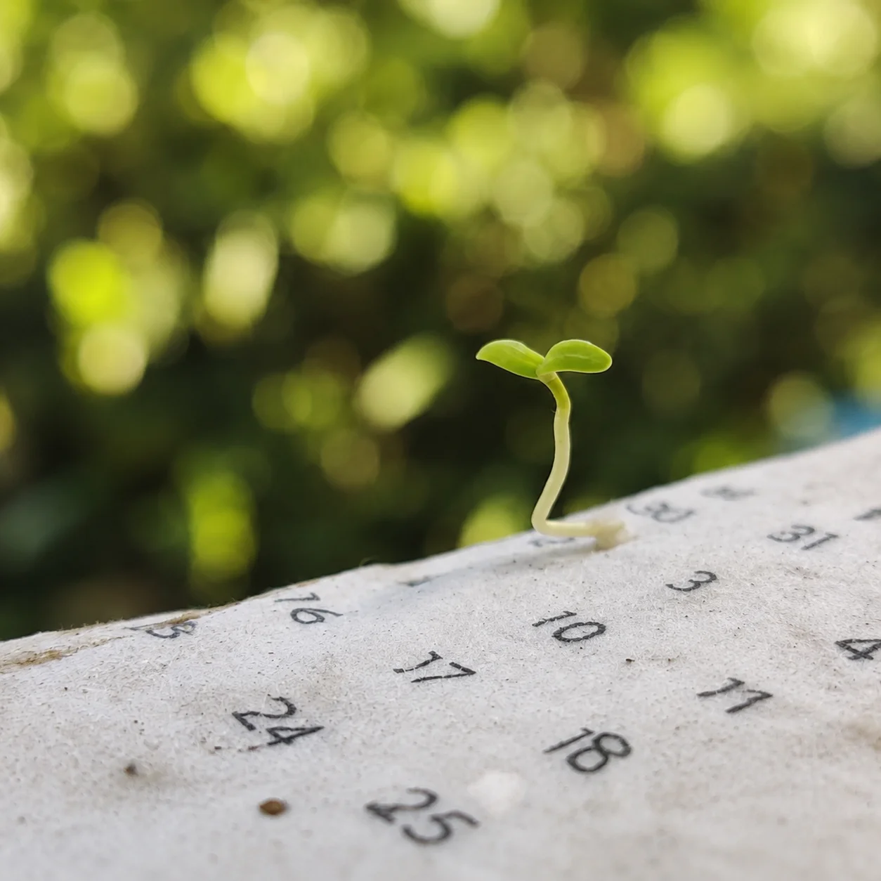 Plantable Calendar, Wood Easel, B7 Portrait, in use