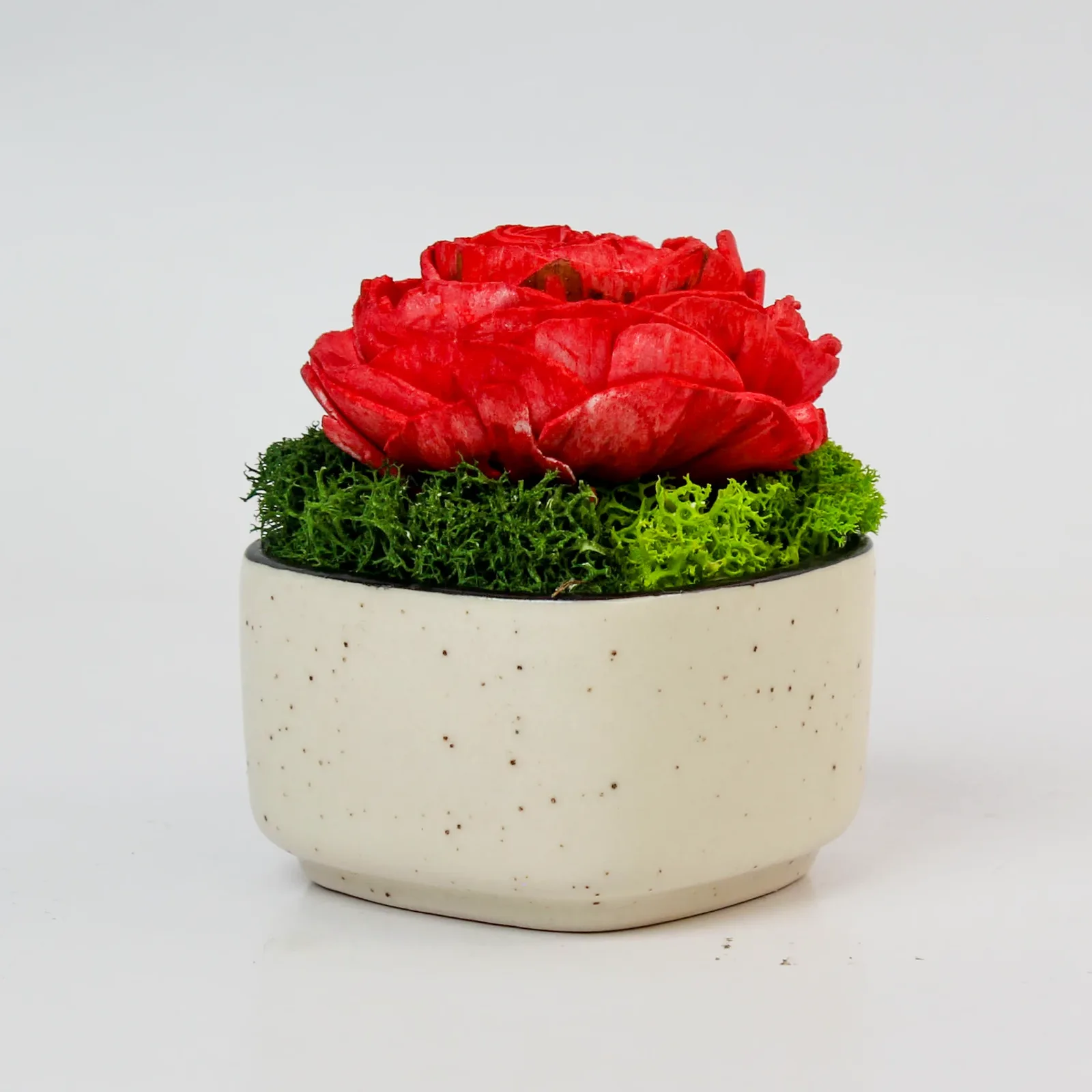 Side view of the red shola rose rising above preserved moss in the speckled ceramic bowl