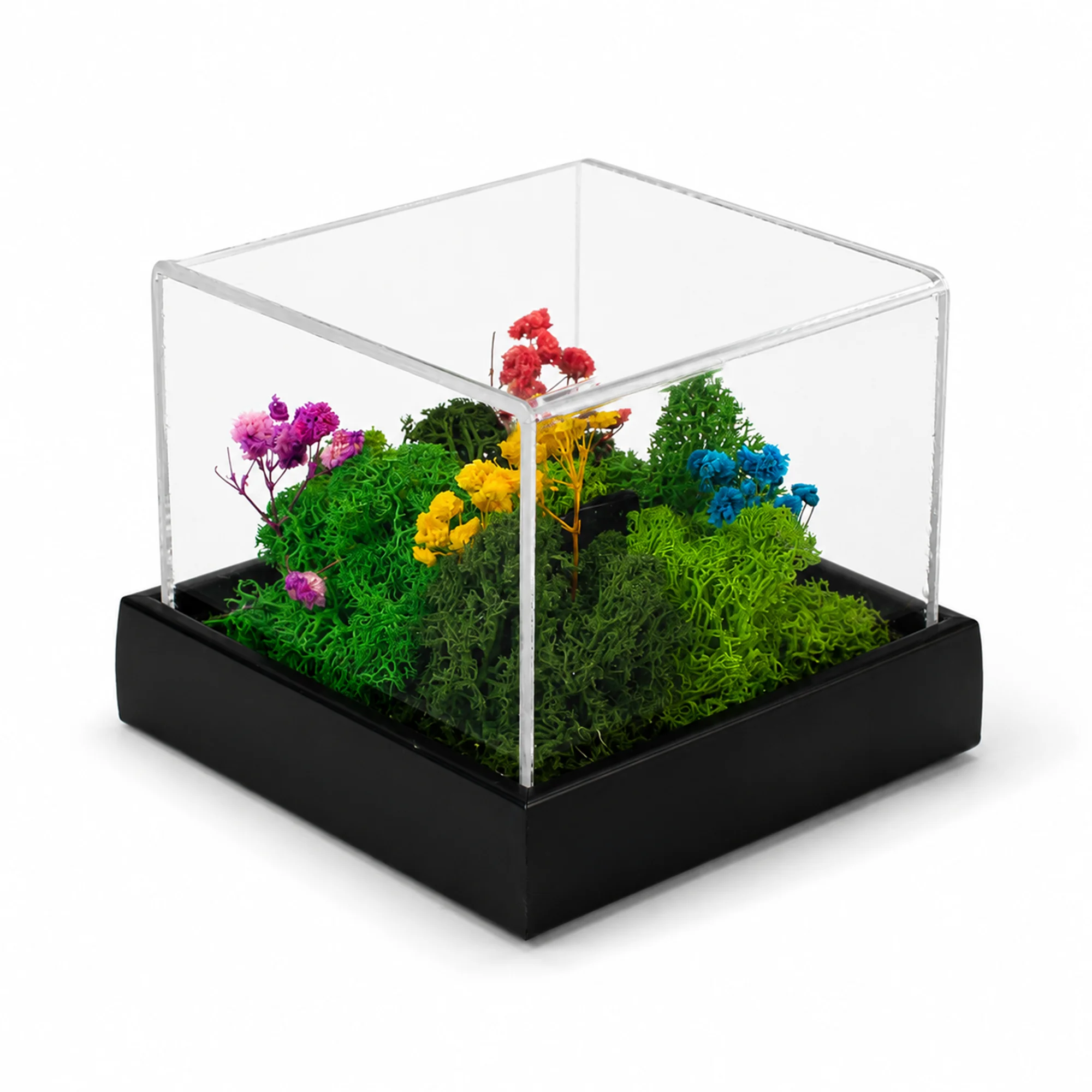 Forest Terrarium Desktop
