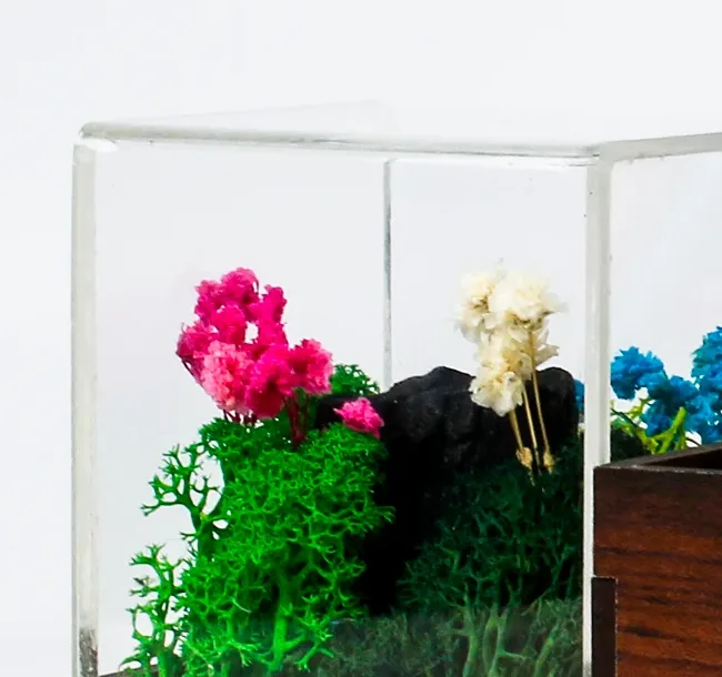 Close view of preserved moss and dried flowers inside the Terra calendar organiser's clear acrylic chamber