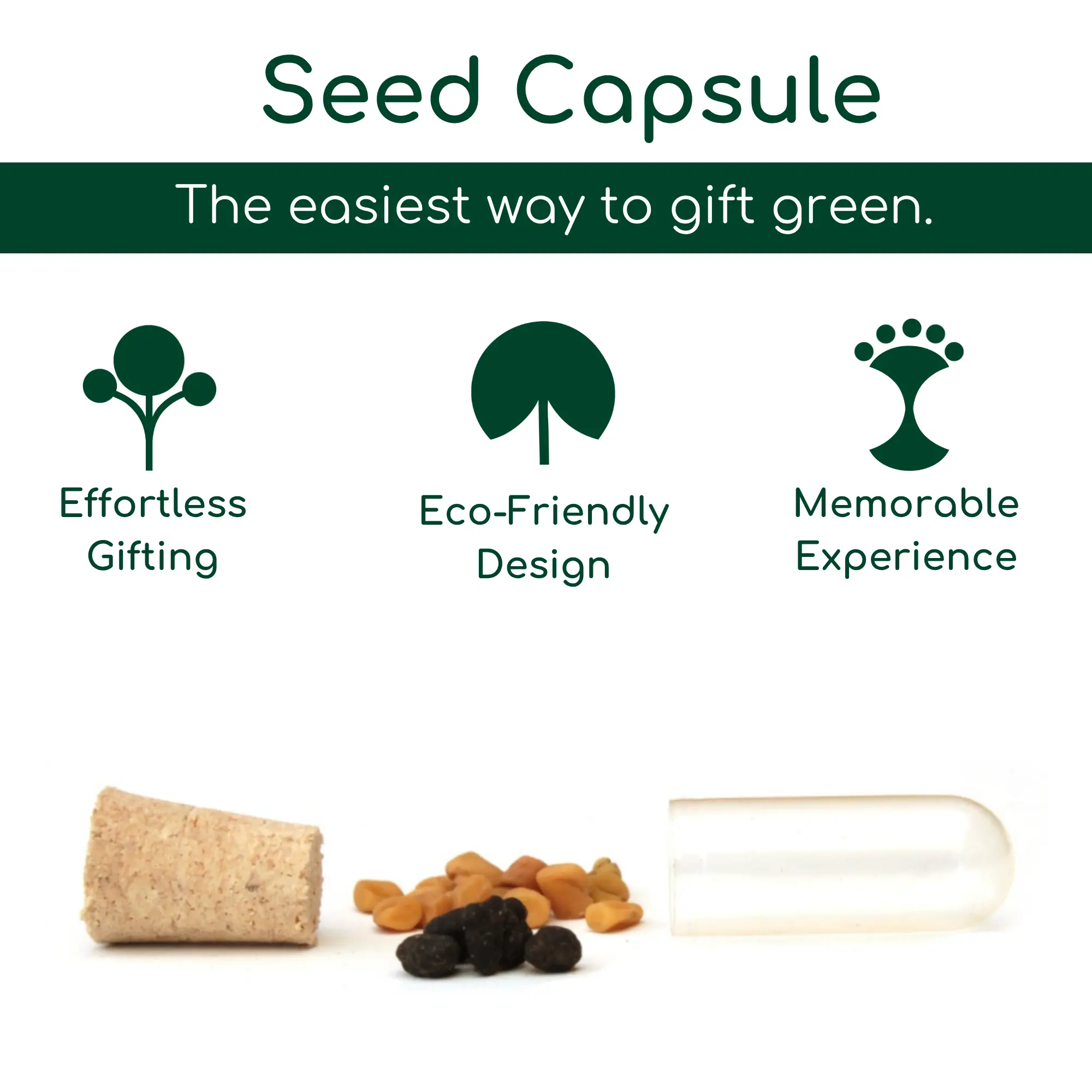 Seed Capsule in Flap, another view